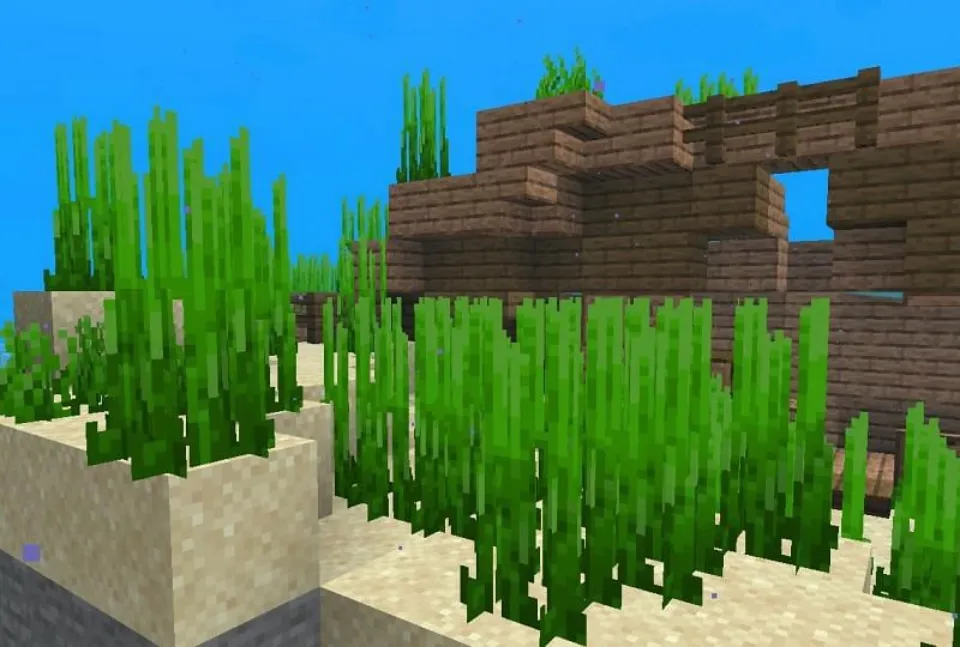 How to Get Seagrass in Minecraft